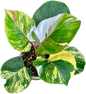 Philodendron White Knight Tricolor Variegated