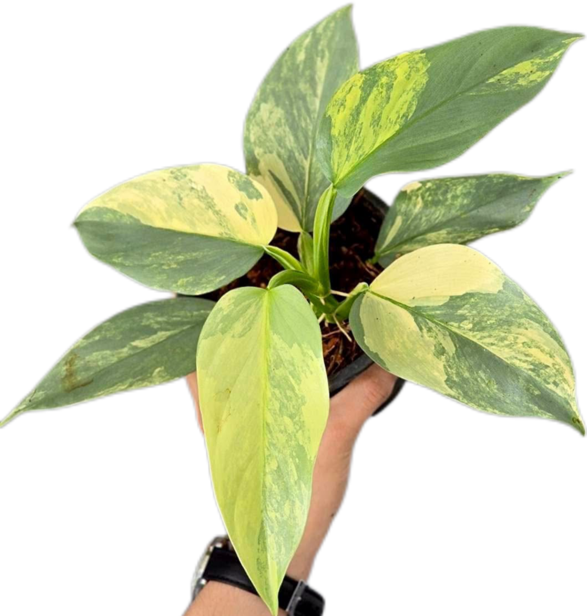 Philodendron Hastatum (Silver Sword) Variegated 