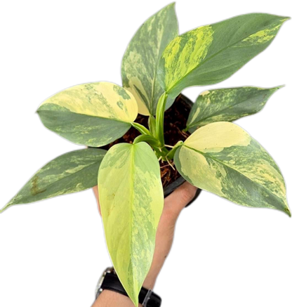 Philodendron Hastatum (Silver Sword) Variegated 