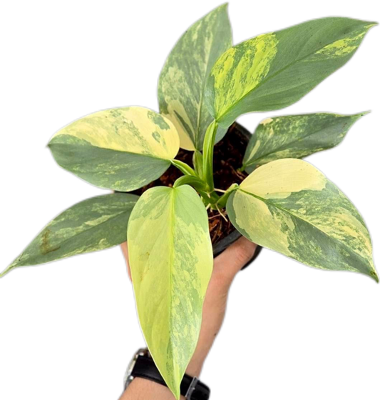 Philodendron Hastatum (Silver Sword) Variegated 