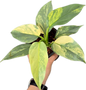 Philodendron Hastatum (Silver Sword) Variegated 
