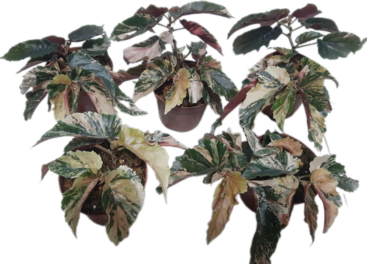 Begonia “Ginny Galaxy” Variegated 
