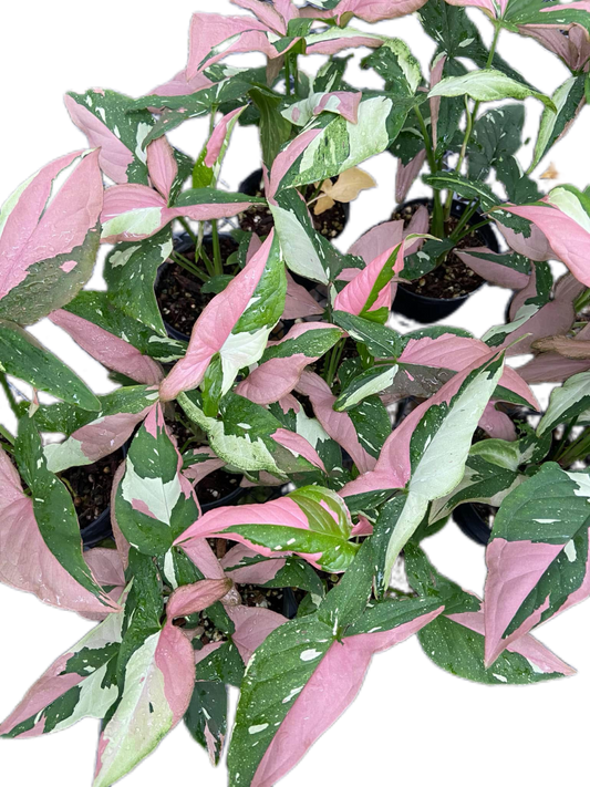 Syngonium Red Spot Tricolor Variegated (Bundle Set of 10 Plants)