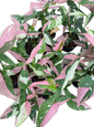 Syngonium Red Spot Tricolor Variegated (Bundle Set of 10 Plants)