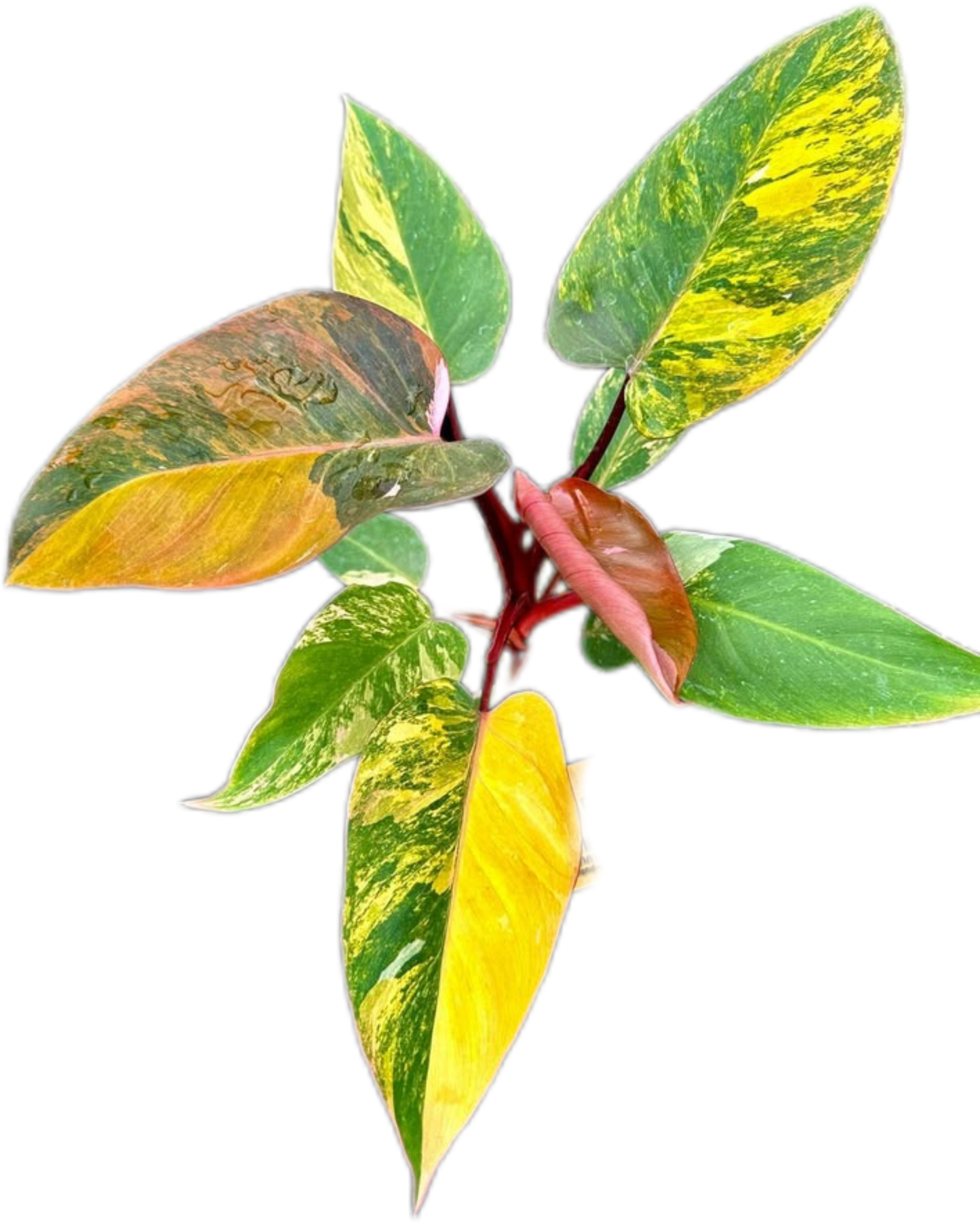 Philodendron Pink Princess Tricolor Variegated