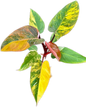 Philodendron Pink Princess Tricolor Variegated