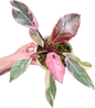 Philodendron Pink Princess Mutation
