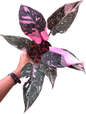 Philodendron Pink Princess Galaxy