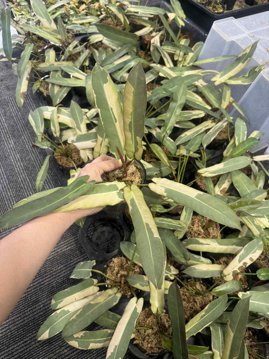 Philodendron Atabapoense Copy Variegated
