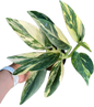 Monstera Stanleyana Aurea Variegated