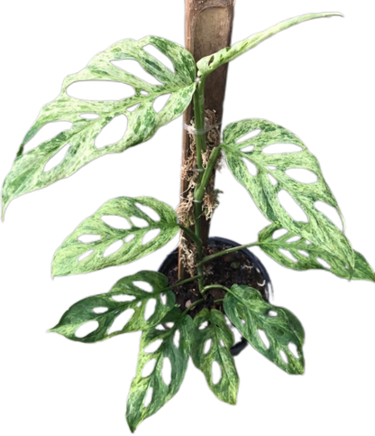 Monstera Laniata Mottled Variegated 