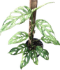 Monstera Laniata Mottled Variegated 