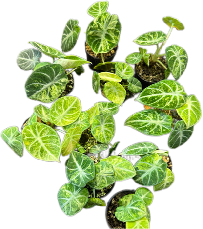 Alocasia Black Velvet Ninja Splash
