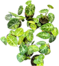 Alocasia Black Velvet Ninja Splash