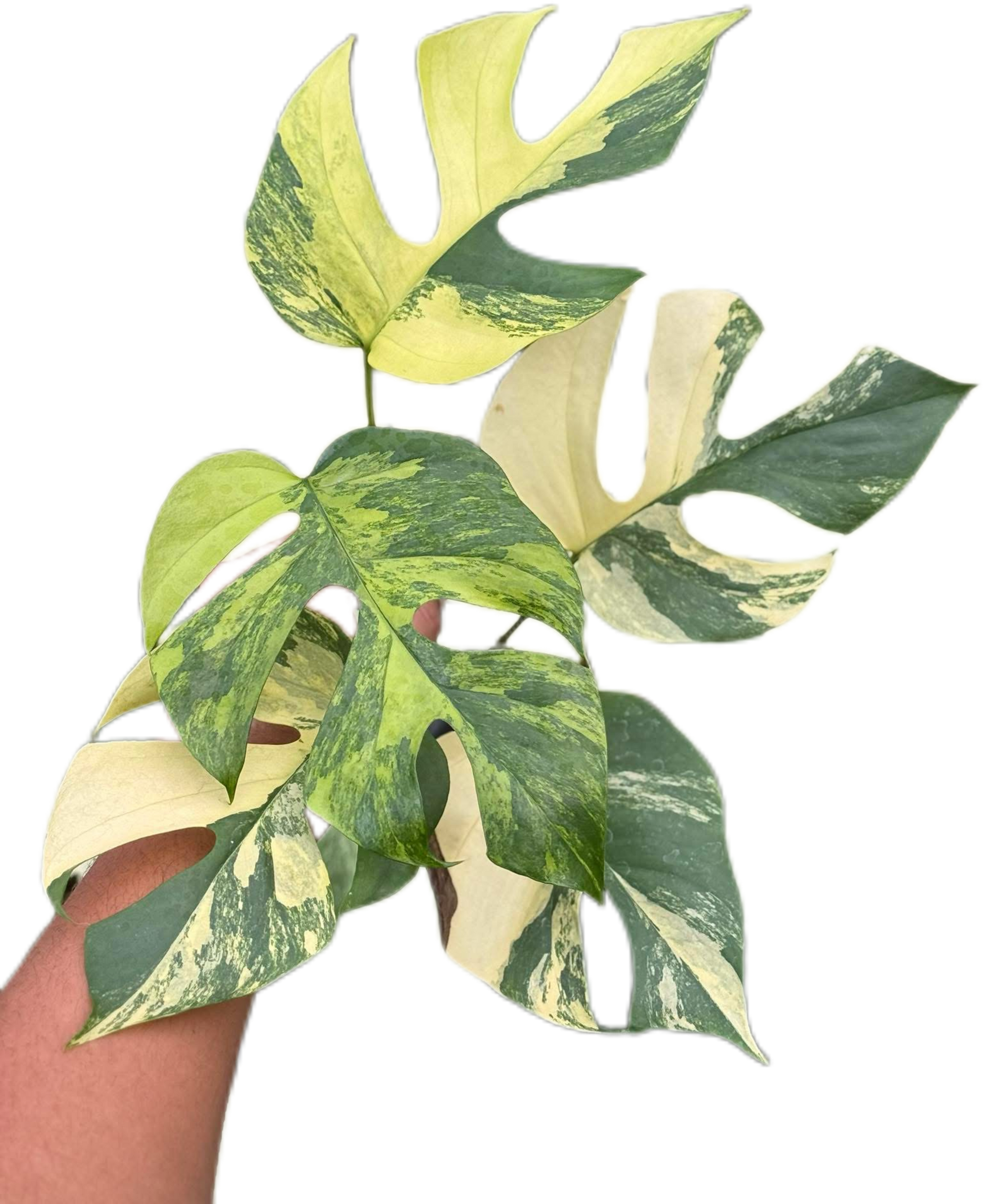 Rhaphidophora Tetrasperma “Migma”