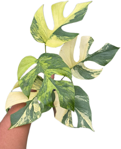 Rhaphidophora Tetrasperma “Migma”