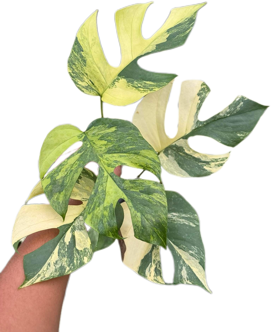 Rhaphidophora Tetrasperma “Migma”