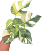 Rhaphidophora Tetrasperma “Migma”
