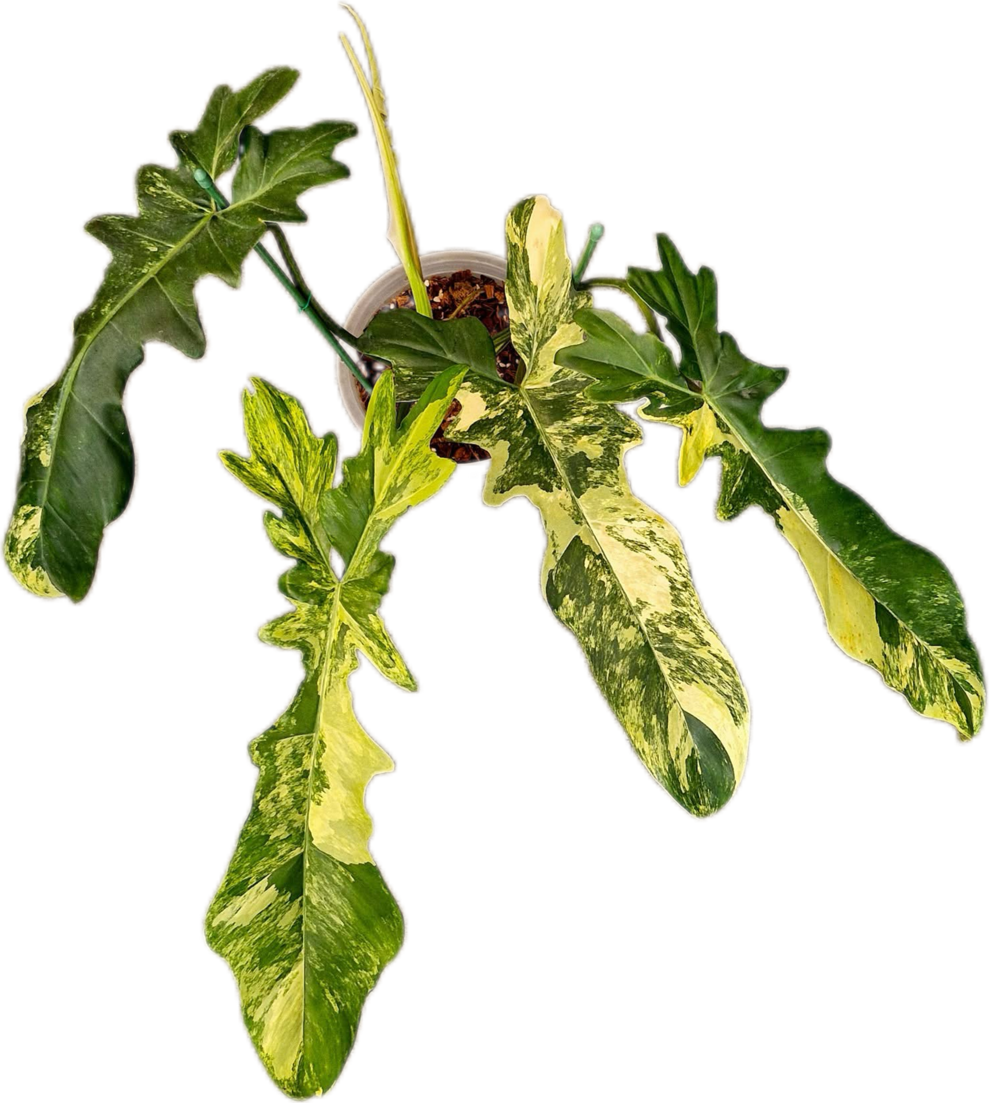 Philodendron Florida Beauty x Bobcee Variegated