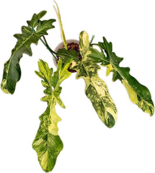 Philodendron Florida Beauty x Bobcee Variegated