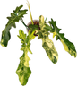 Philodendron Florida Beauty x Bobcee Variegated