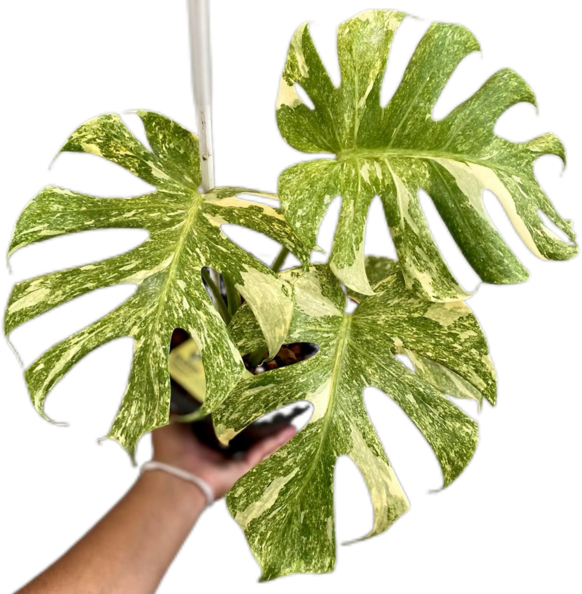 Buy Monstera Deliciosa“Platinum” | Thailand Export – FloristaPearl