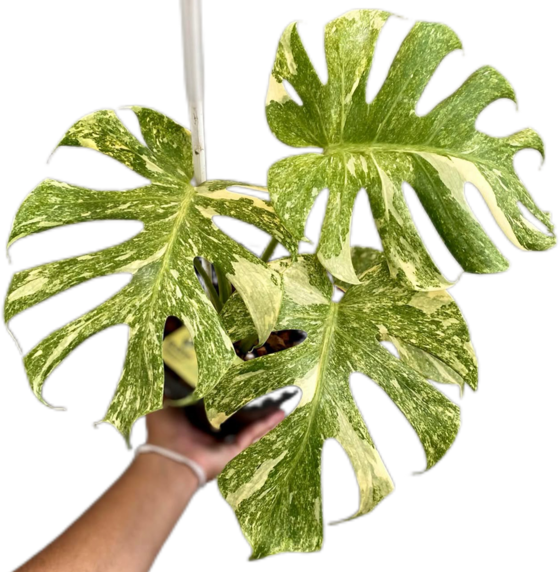 Monstera Deliciosa“Platinum” Variegated 