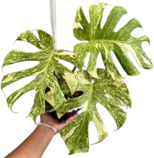 Monstera Deliciosa“Platinum” Variegated 