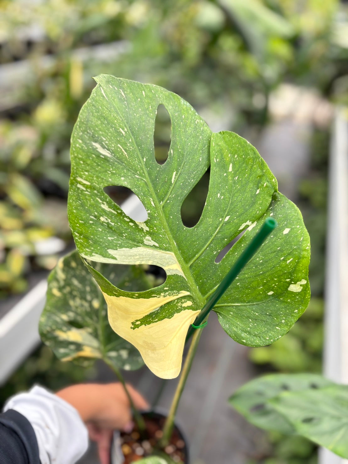 Monstera Deliciosa “Fish Bone” Variegated –(Actual Plant)