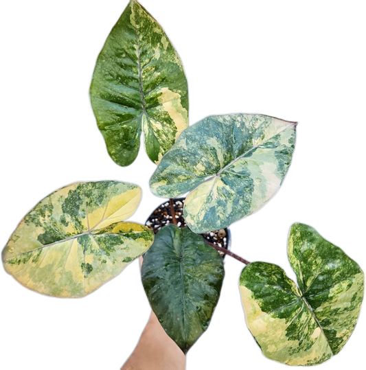 Alocasia Yucatan Princess Variegated