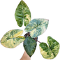 Alocasia Yucatan Princess Variegated