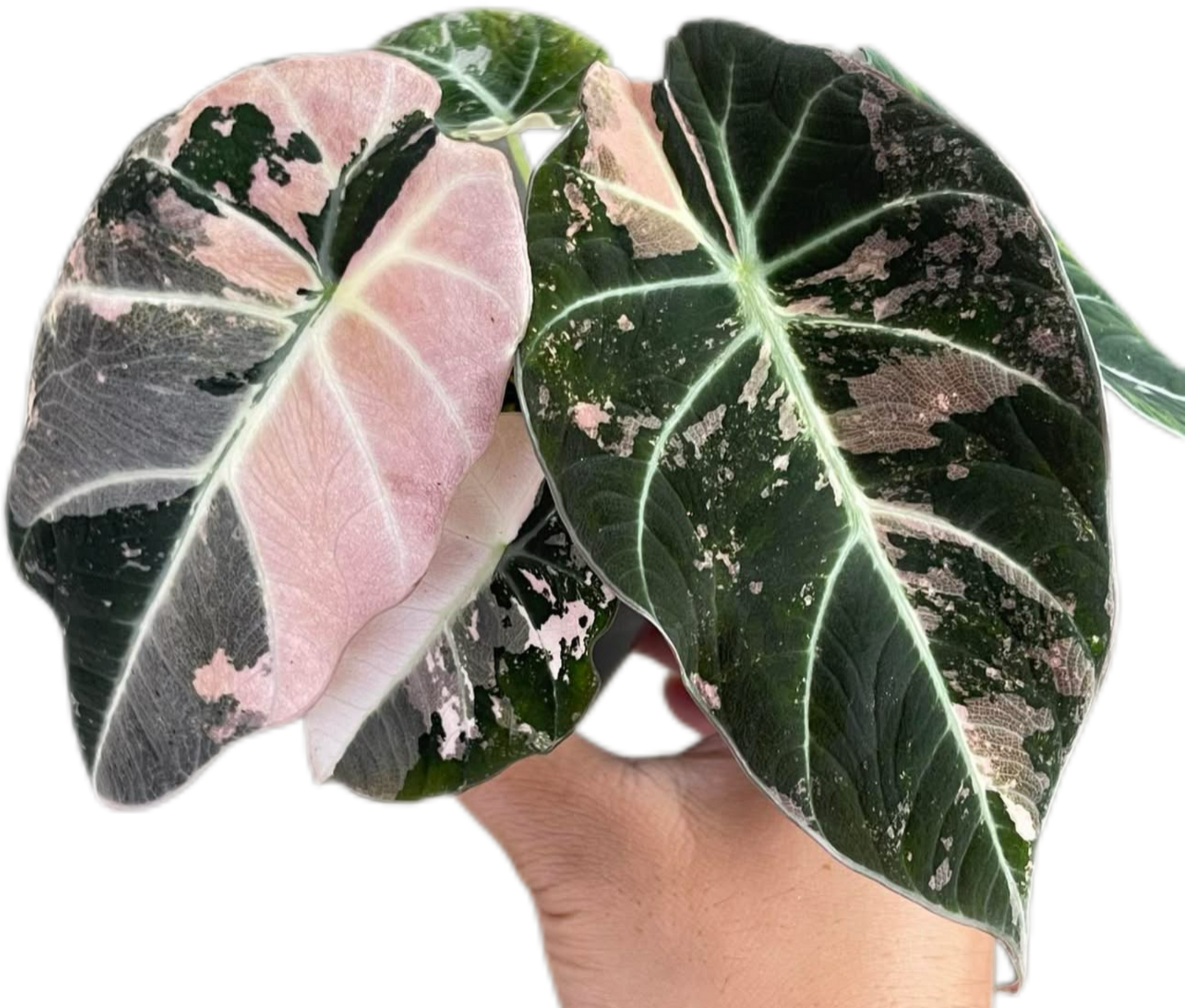 Alocasia Black Velvet Pink Variegated 