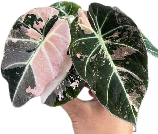 Alocasia Black Velvet Pink Variegated 