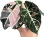 Alocasia Black Velvet Pink Variegated 
