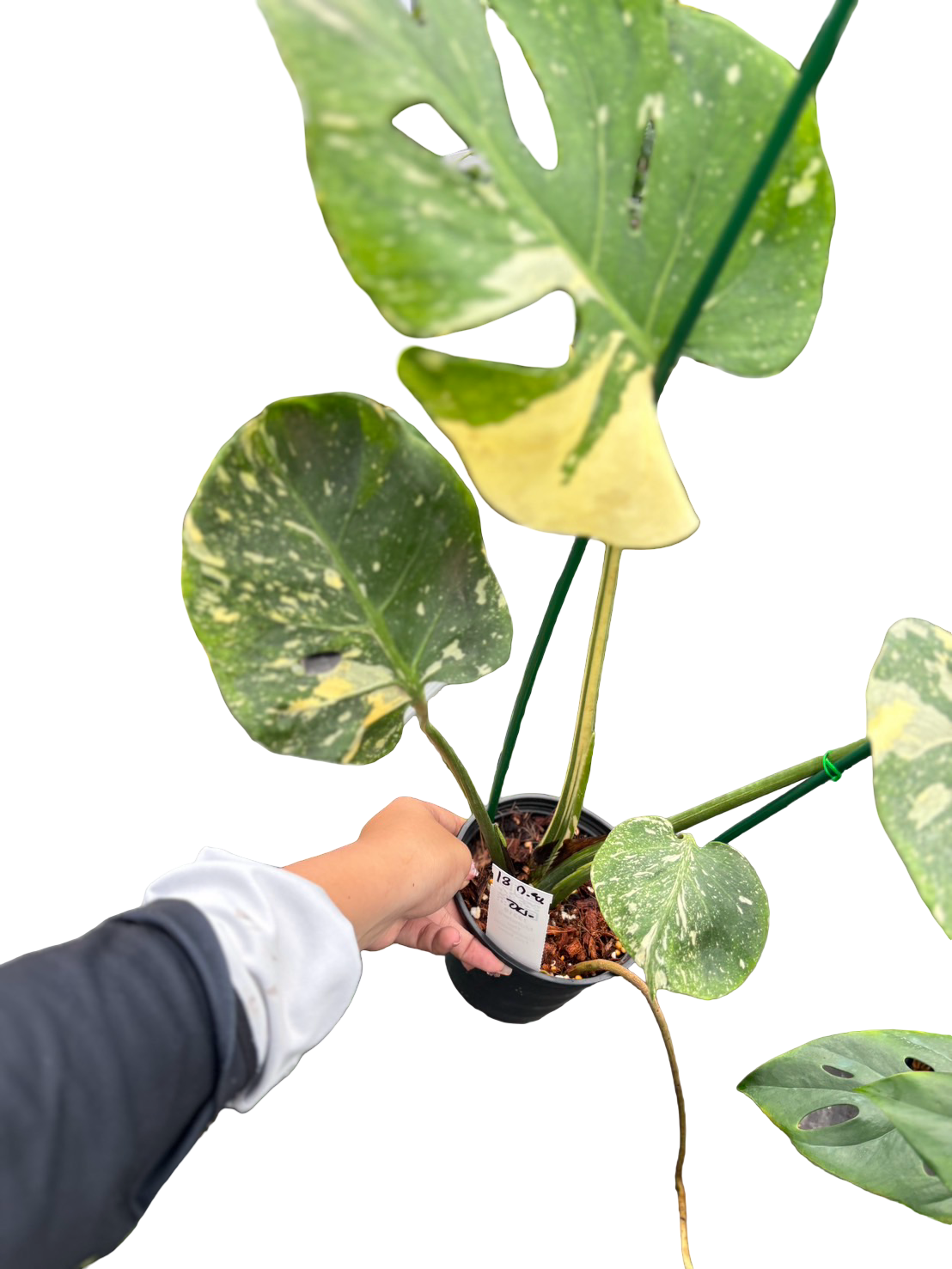 Monstera Deliciosa “Fish Bone” Variegated –(Actual Plant)