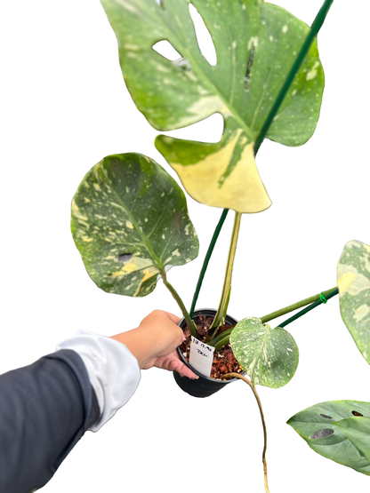 Monstera Deliciosa “Fish Bone” Variegated –(Actual Plant)