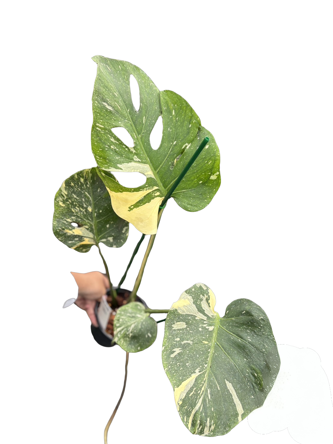 Monstera Deliciosa “Fish Bone” Variegated –(Actual Plant)