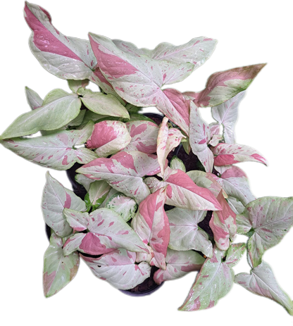 Syngonium “Pink Salmon” (Bundle Set of 10 Plants)