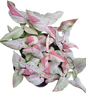 Syngonium “Pink Salmon” (Bundle Set of 10 Plants)