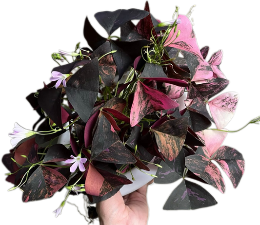 Oxalis Triangularis Variegated