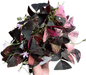 Oxalis Triangularis Variegated