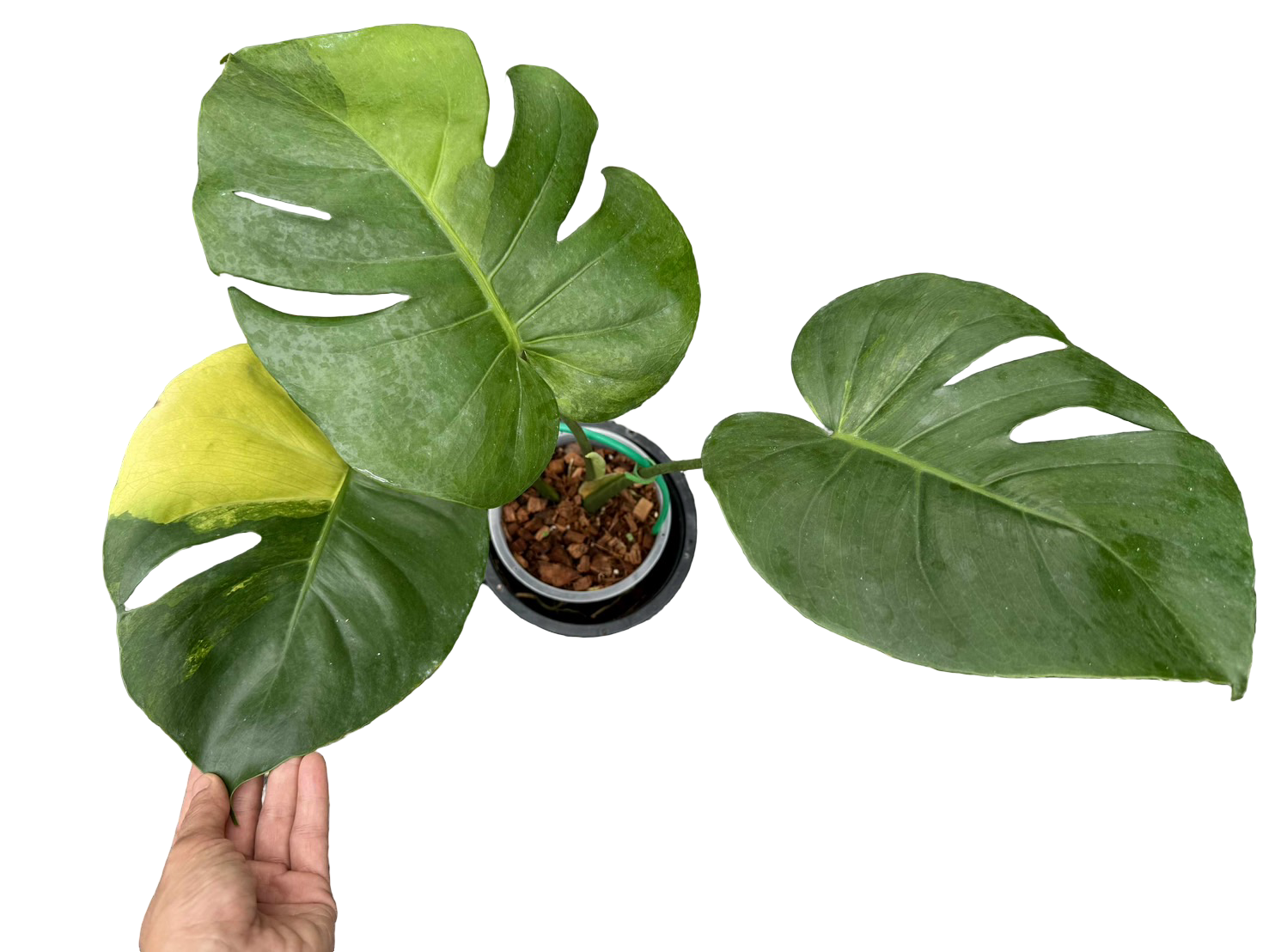 Monstera Deliciosa NOID Variegated –(Actual Plant)