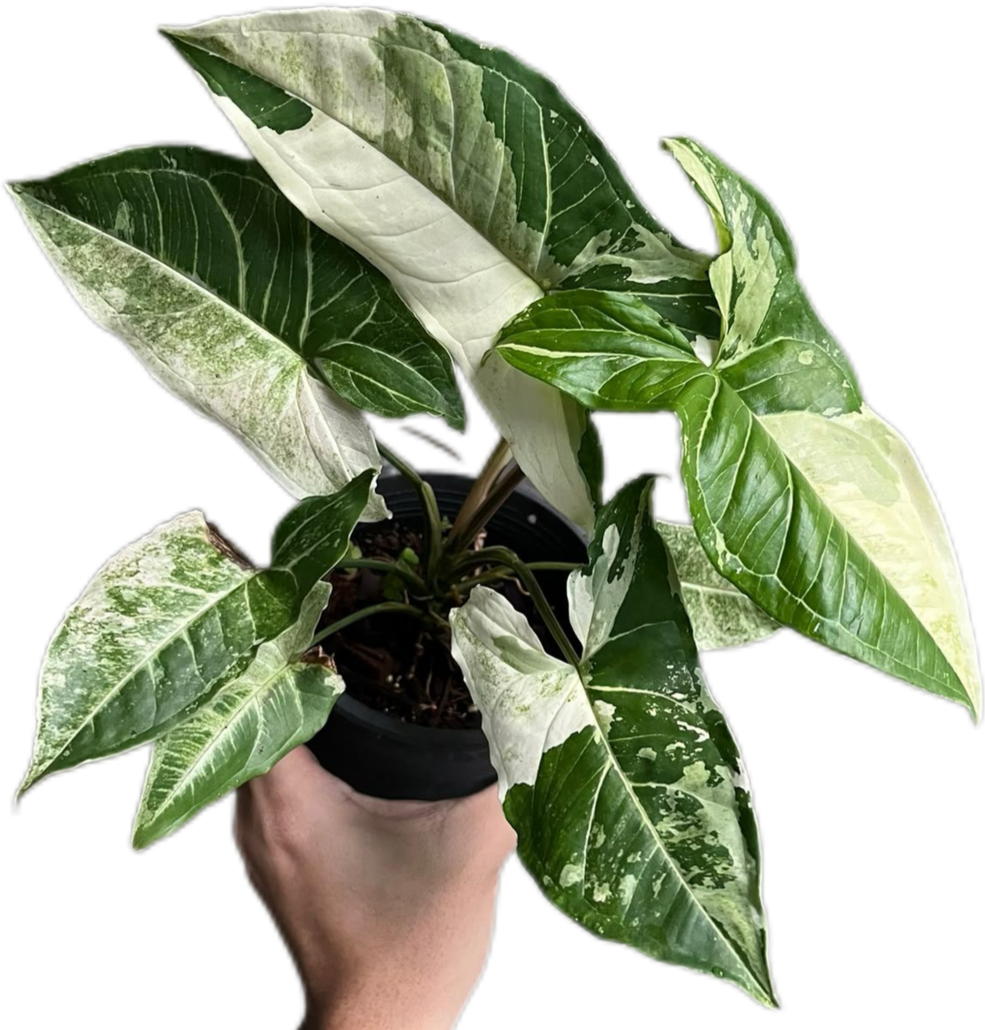 Syngonium “Batik” Variegated Set of 10 Plants