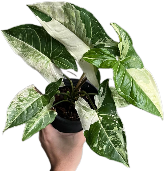 Syngonium “Batik” Variegated Set of 10 Plants