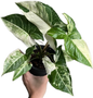 Syngonium “Batik” Variegated Set of 10 Plants