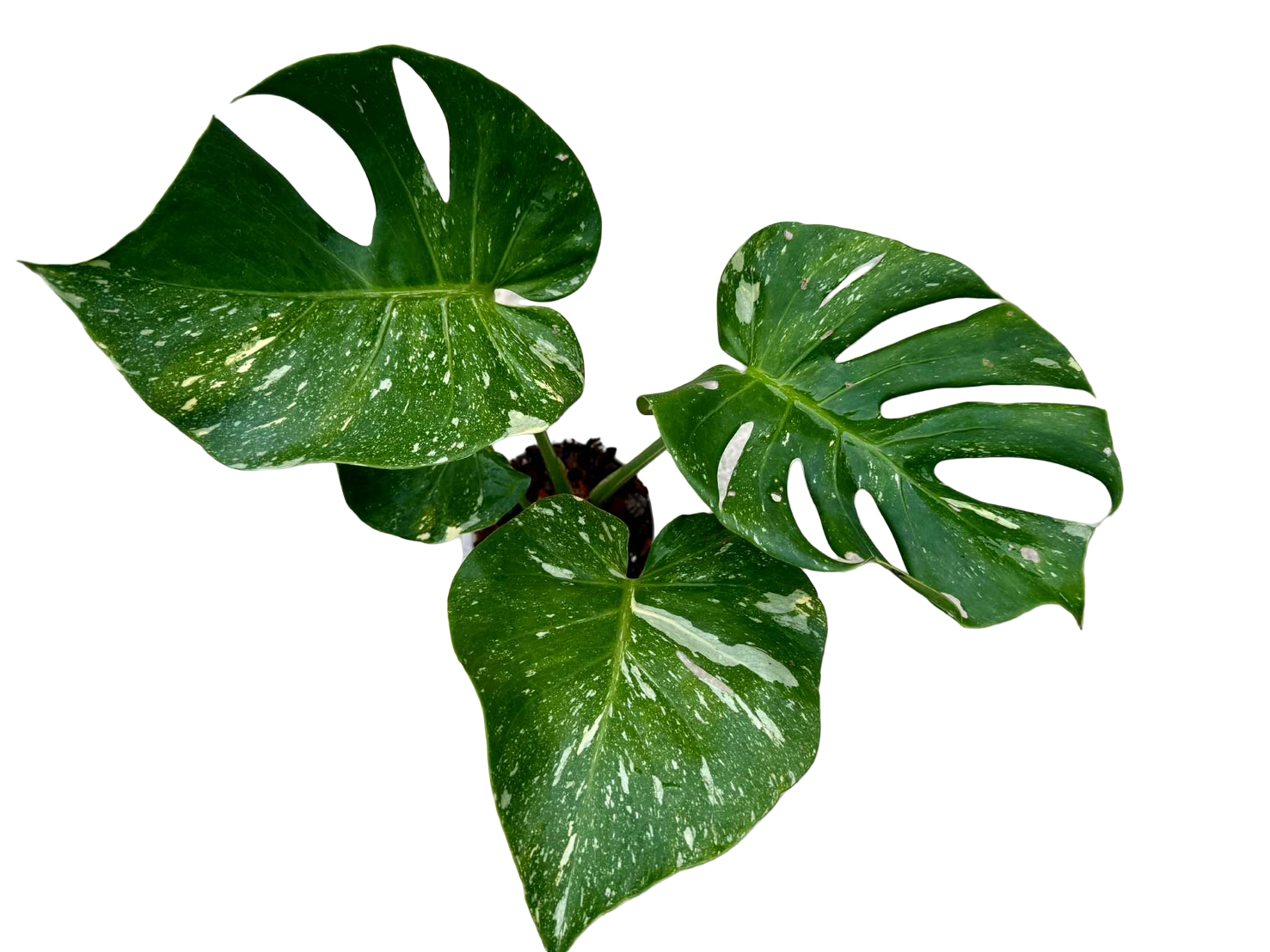 Monstera Deliciosa NOID Variegated –(Actual Plant)