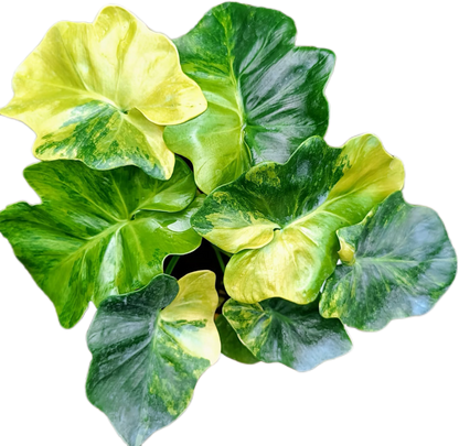 Philodendron Super Atom Variegated