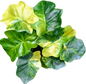 Philodendron Super Atom Variegated
