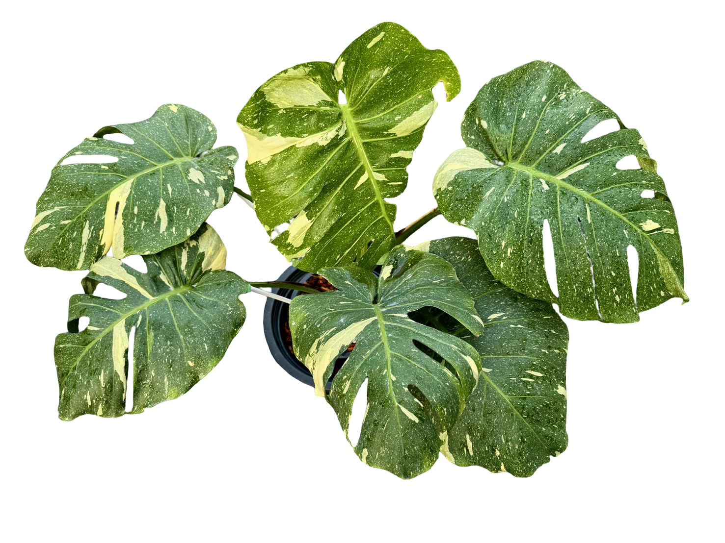Monstera Deliciosa NOID Variegated –(Actual Plant)