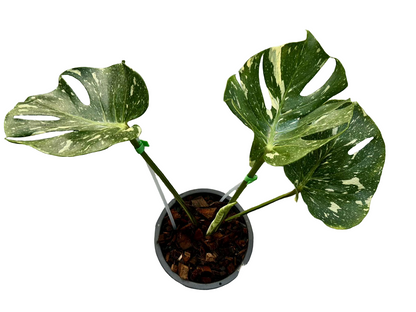 Monstera Thai Constellation Mutation–(Actual Plant)